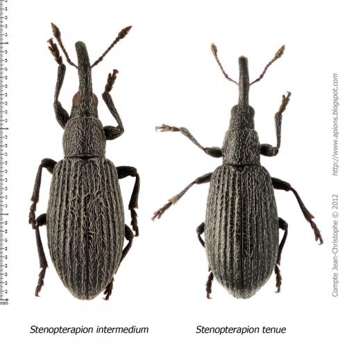 Stenopterapion divers