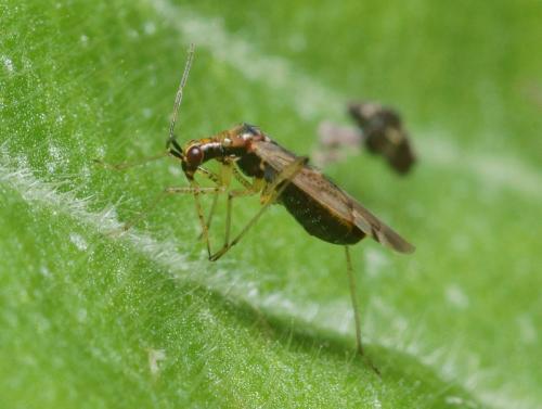 Réf. 95 590 : Dicyphus sp.