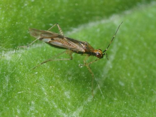 Réf. 95 848 : Dicyphus sp.