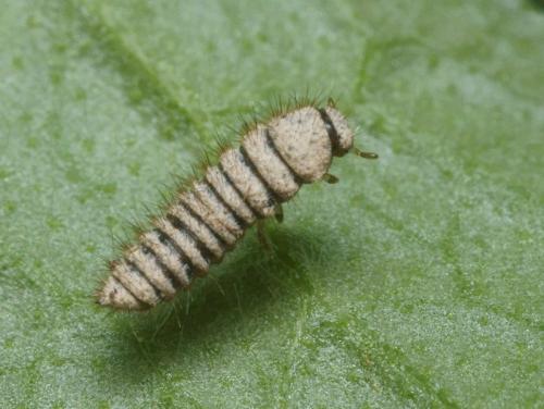 Réf. 95 152 : Lagria sp.