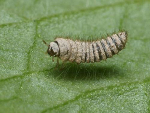 Réf. 95 153 : Lagria sp.