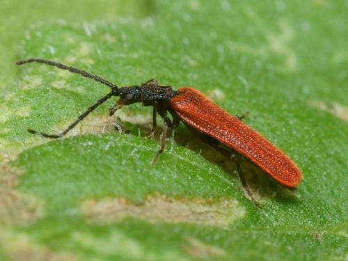 Omalisus nicaeensis