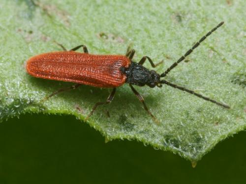 Omalisus nicaeensis