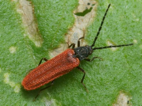 Omalisus nicaeensis