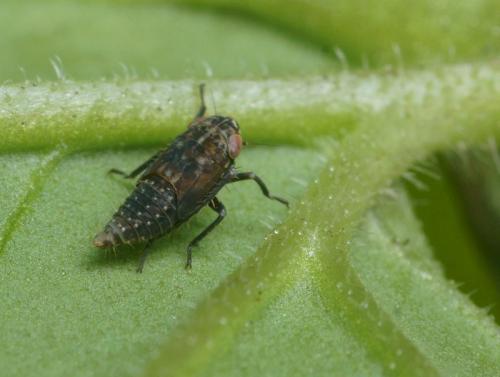 Réf. 95 693 : Euscelis incisus