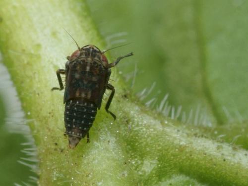 Réf. 95 695 : Euscelis incisus