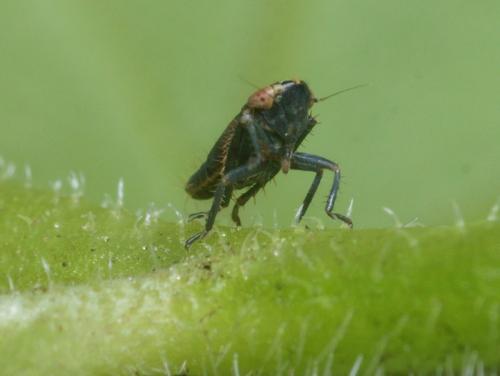 Réf. 95 696 : Euscelis incisus