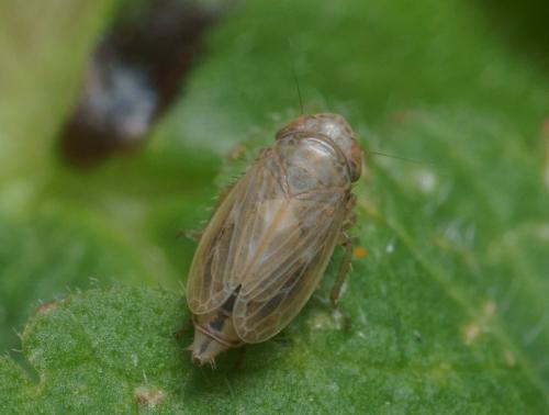 Réf. 95 698 : Euscelis incisus