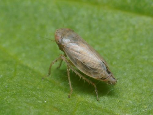 Réf. 95 697 : Euscelis incisus