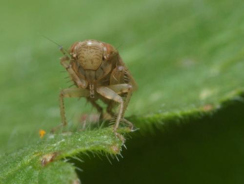Réf. 95 699 : Euscelis incisus