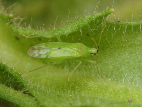 Réf. 95 444 : Macrolophus melanotoma