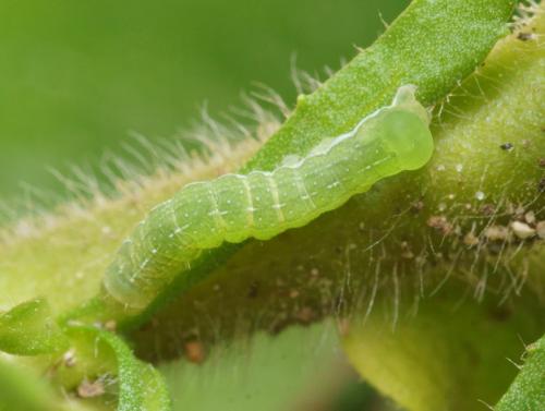 Phlogophora meticulosa