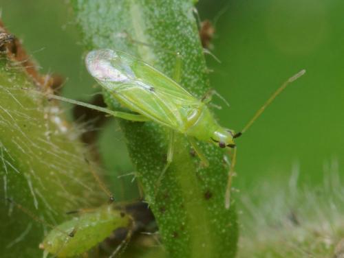 Macrolophus melanotoma