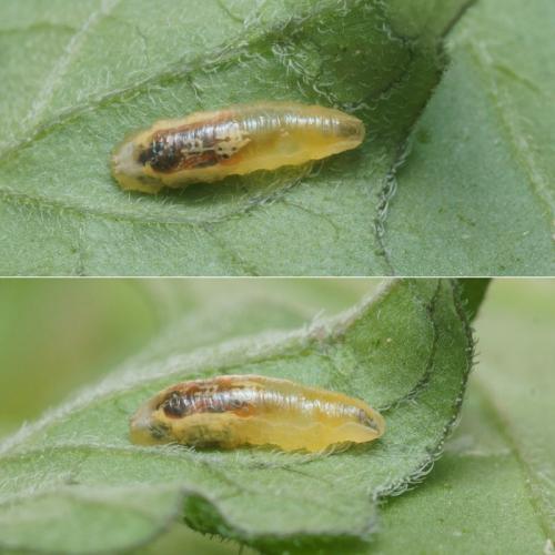 Episyrphus balteatus
