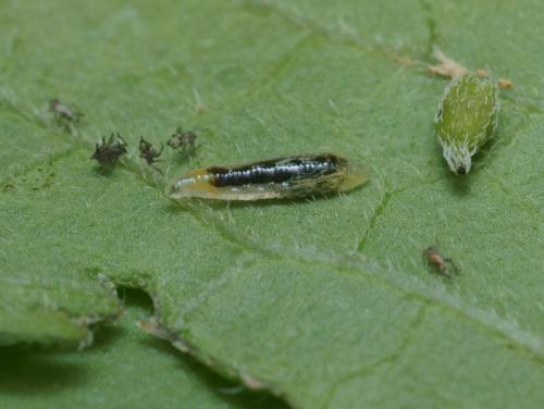 Episyrphus balteatus