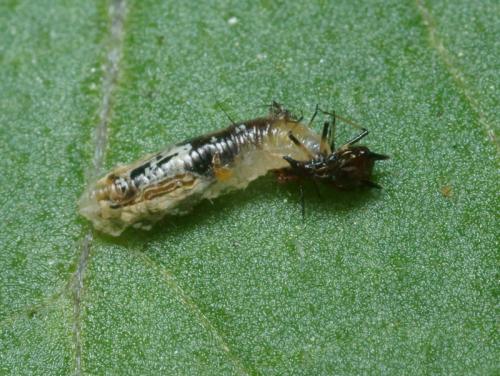 Réf. 95 614 : Episyrphus balteatus