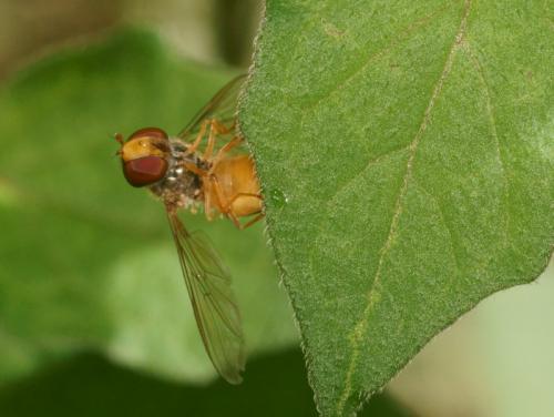 Episyrphus balteatus