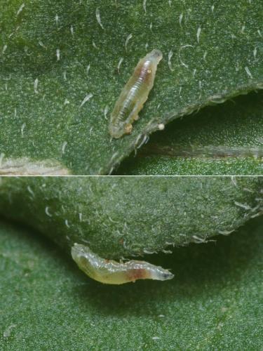 Episyrphus balteatus