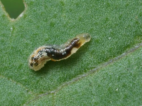 Episyrphus balteatus