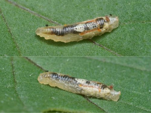 Réf. 95 616 : Episyrphus balteatus