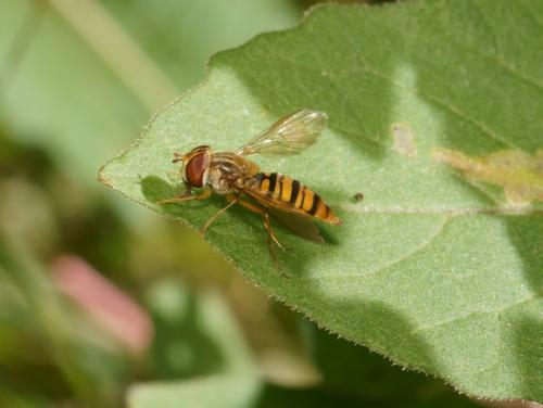 Episyrphus balteatus