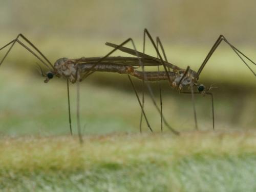 Cheilotrichia mendli