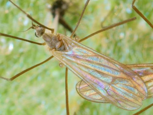 Cheilotrichia mendli
