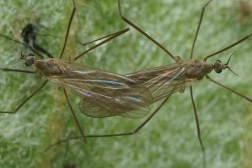 Cheilotrichia mendli