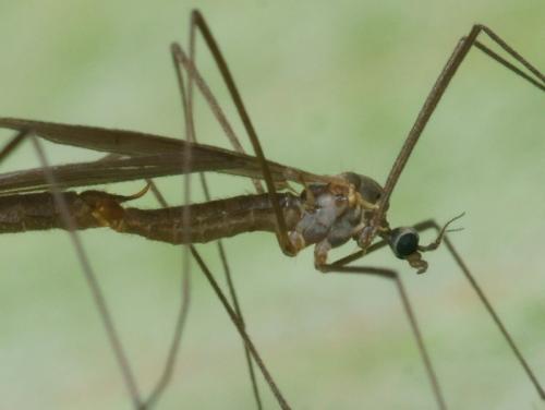 Cheilotrichia mendli