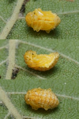Réf. 95 042 : Xanthogaleruca luteola