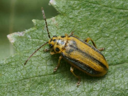 Réf. 95 043 : Xanthogaleruca luteola