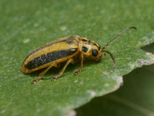Xanthogaleruca luteola