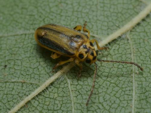 Xanthogaleruca luteola