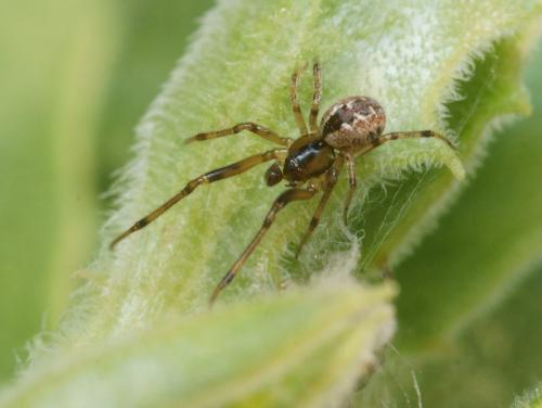 Kochiura aulica