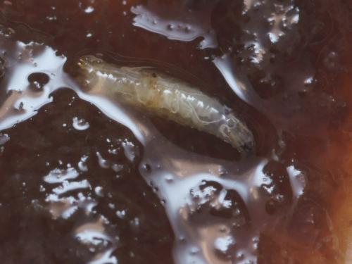 Drosophila sp.