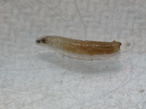Réf. 95 070 : Drosophila sp.