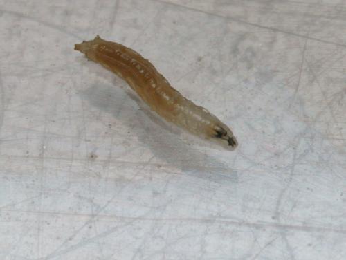 Réf. 95 071 : Drosophila sp.