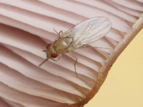 Drosophila sp.