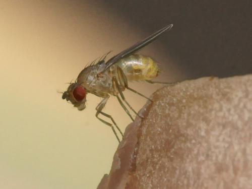 Drosophila sp.