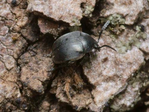Réf. 95 654 : Spermophagus sp.