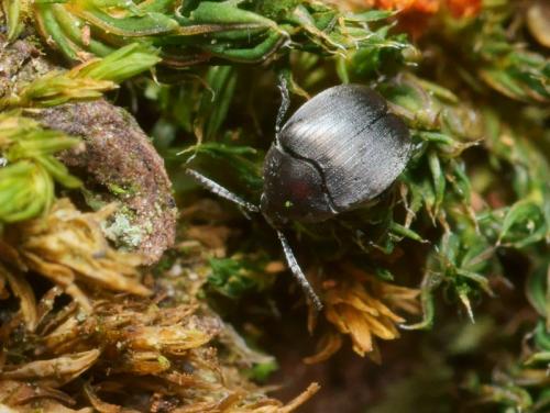 Réf. 95 655 : Spermophagus sp.