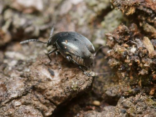 Réf. 95 656 : Spermophagus sp.