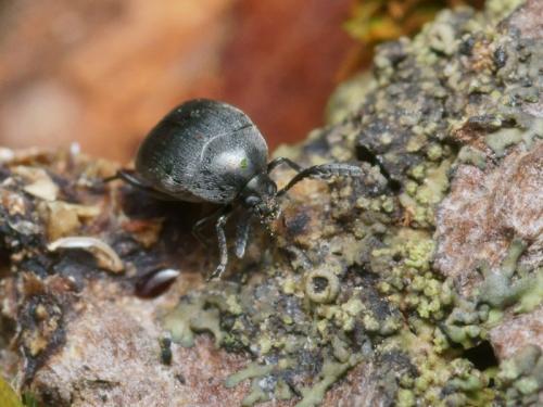 Réf. 95 657 : Spermophagus sp.