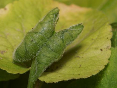 Dasineura odoratae