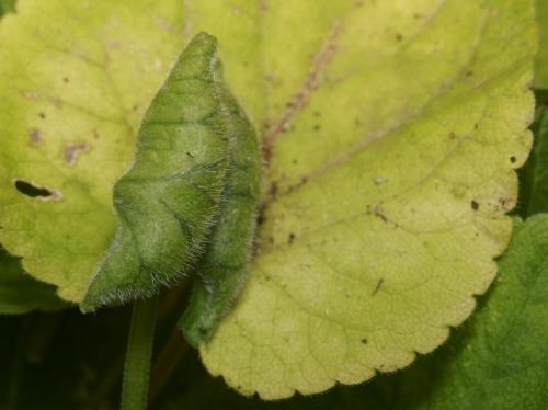 Dasineura odoratae