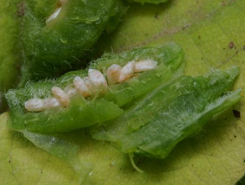 Dasineura odoratae
