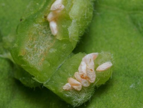 Dasineura odoratae