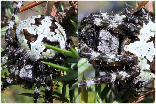 Araneus angulatus