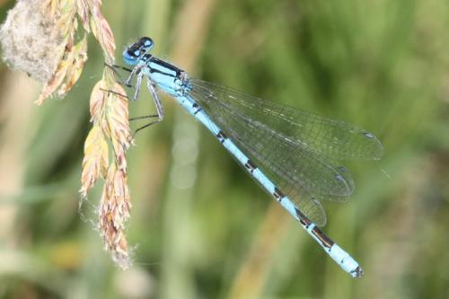 Enallagma cyathigerum