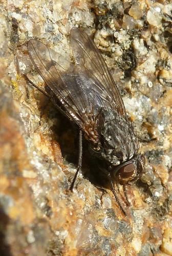 Réf. 95 740 : Polietes meridionalis